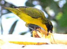 Petit oiseau, Ciudad Perdida